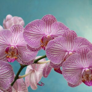 Orchidee & Co