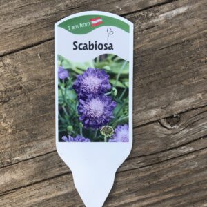 Scabiosa