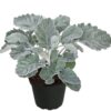 Senecio – Bild 2