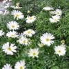 Brachecome – Bild 2