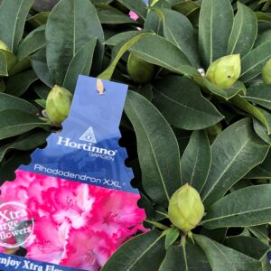 Rhododendron großblütig