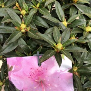 Rhododendron kleinblütig