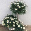 Margarithen weiß – Bild 2