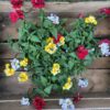Sunsatia – Bild 2