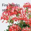 Pelargonie `Fireworks`