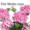 Pelargonie `Fireworks` – Bild 2
