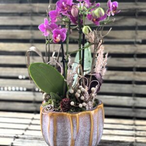 Orchid