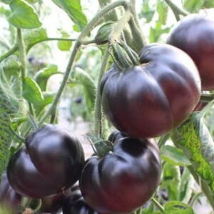 Tomate - Black Beauty