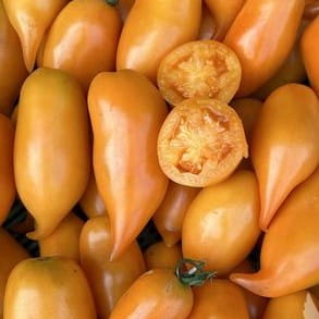 Tomate - Buratino