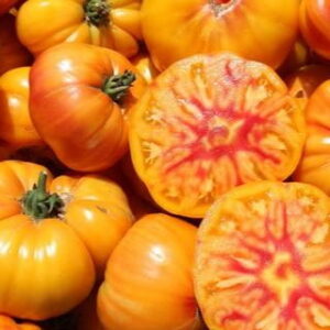 Tomate - German gold