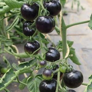Tomate - Indigo Rose