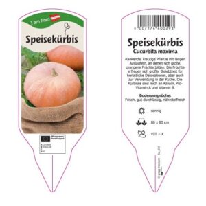 Kürbis - Speisekürbis