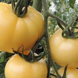 Tomate - White Sensation