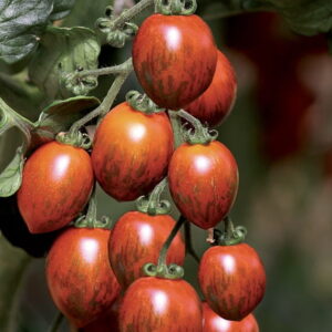 Tomate - Cookie