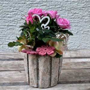 Pink Roses