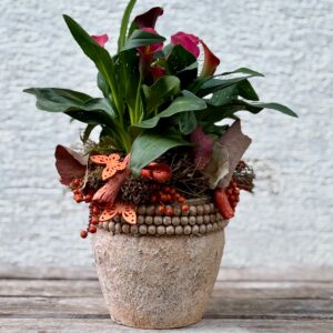 Calla orange